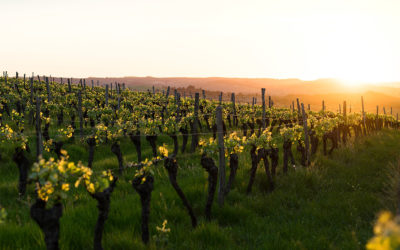 Eine Reise durch die Vielfalt des Weinbaus